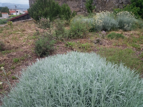 Canteiro de Aromáticas